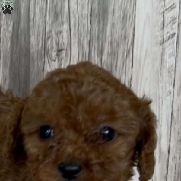 Daisy, Cavapoo Puppy